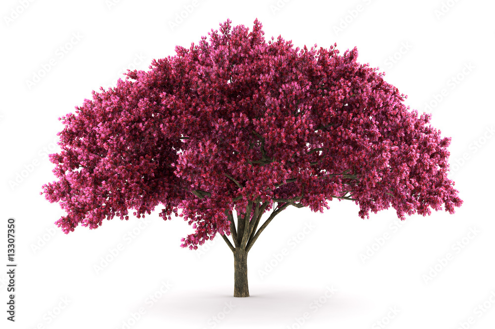 Naklejka premium cherry tree isolated on white background with clipping path