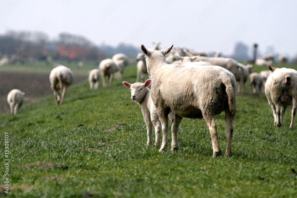 Fototapeta premium tier