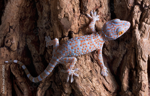 Baby Tokay gecko on tree