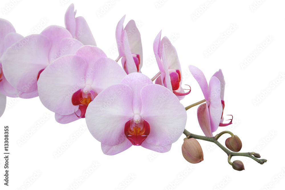 Orchid Orchid