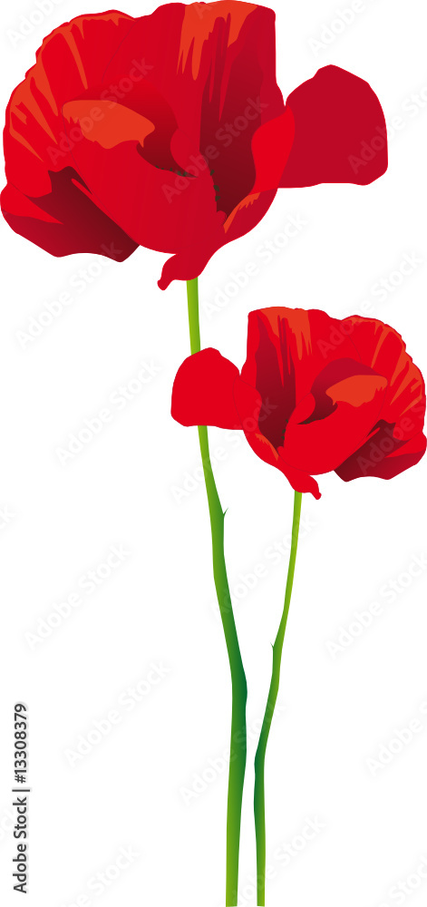 Obraz premium Wektor maku