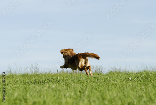 Nova Scotia Duck Tolling Retriever Springt