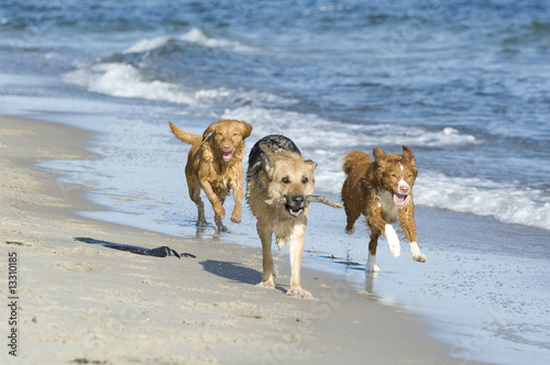 Hunde am Meer