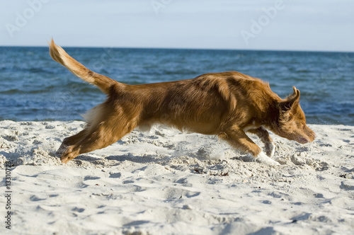 Hund startet durch