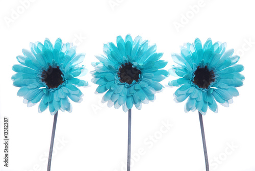 Three blue flowers on a white background