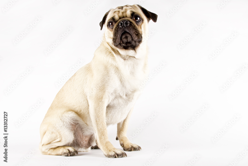 Fototapeta premium pug