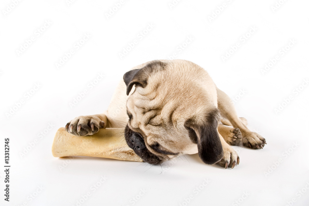 Obraz premium puppy pug chewing on a big bone