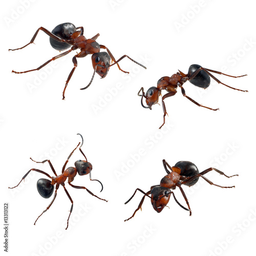 Two ants (Formica polyctena) isolated on white