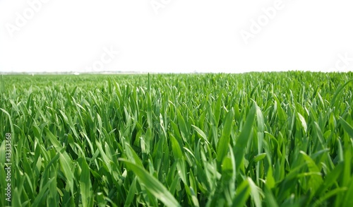 photo close up wheat growing in spring