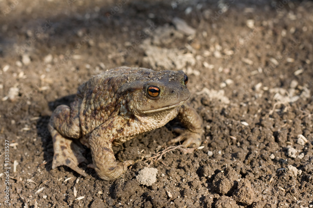 Obraz premium toad on earth