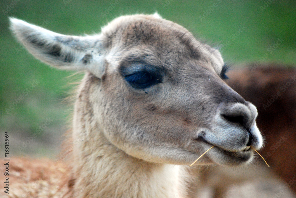 Obraz premium Cucciola Lama