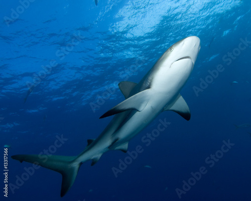 Shark in Blue Water © Richard Carey