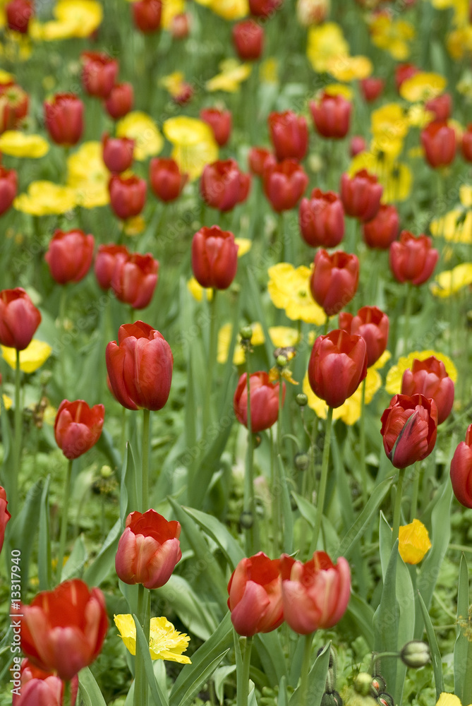 Fototapeta premium tulip field