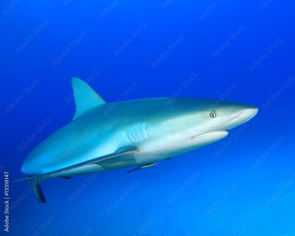 Shark Shark