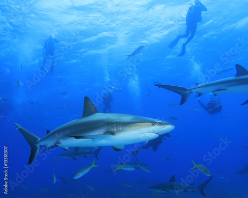 Shark with Scuba Divers silhouetted in background