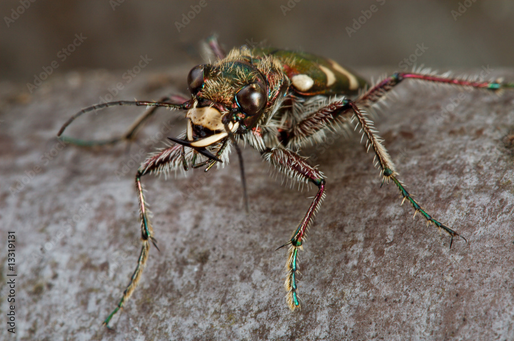 Fototapeta premium Carabidae restricta