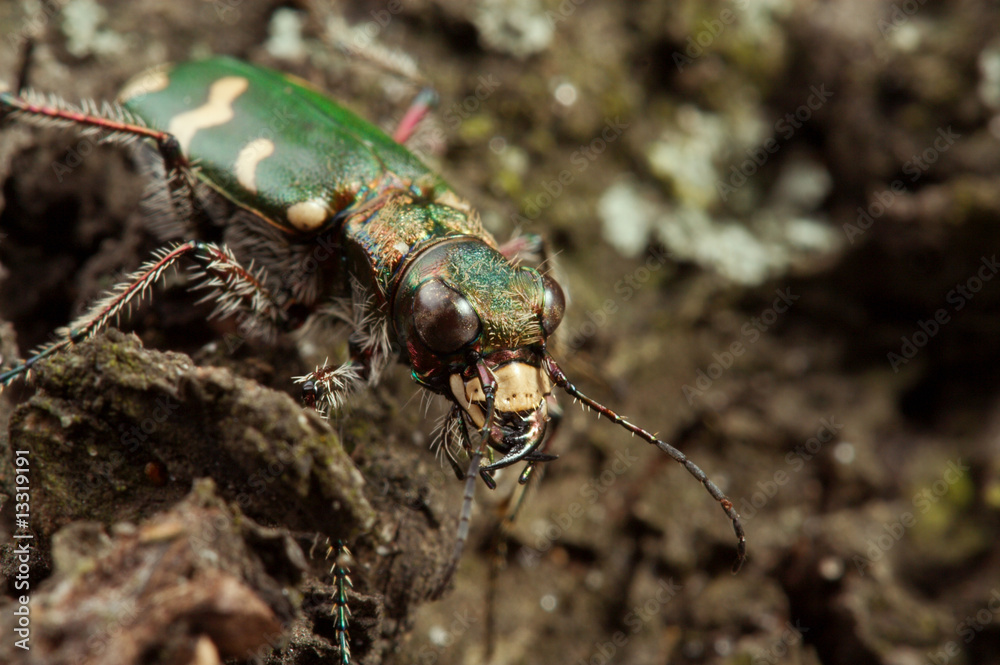 Fototapeta premium Carabidae restricta