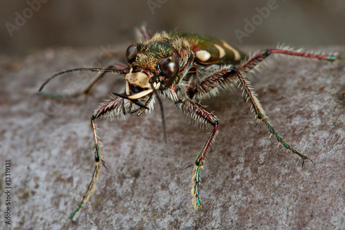 Carabidae restricta