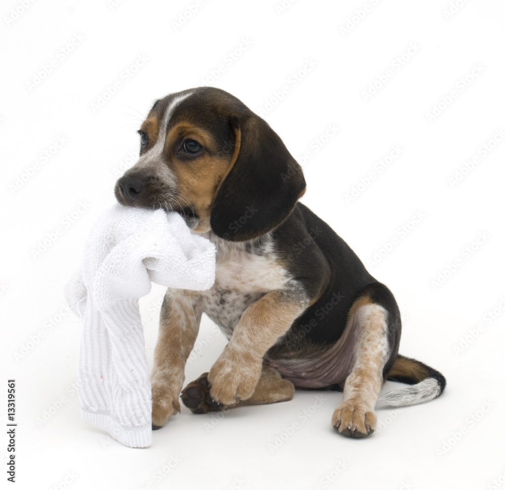 Beagle Chewing on Sock