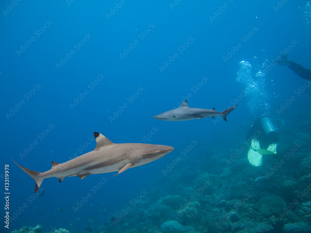 Fototapeta premium Tipreef