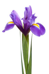 Papier peint photo Iris Iris pourpre aux reflets veloutés  © Farmer