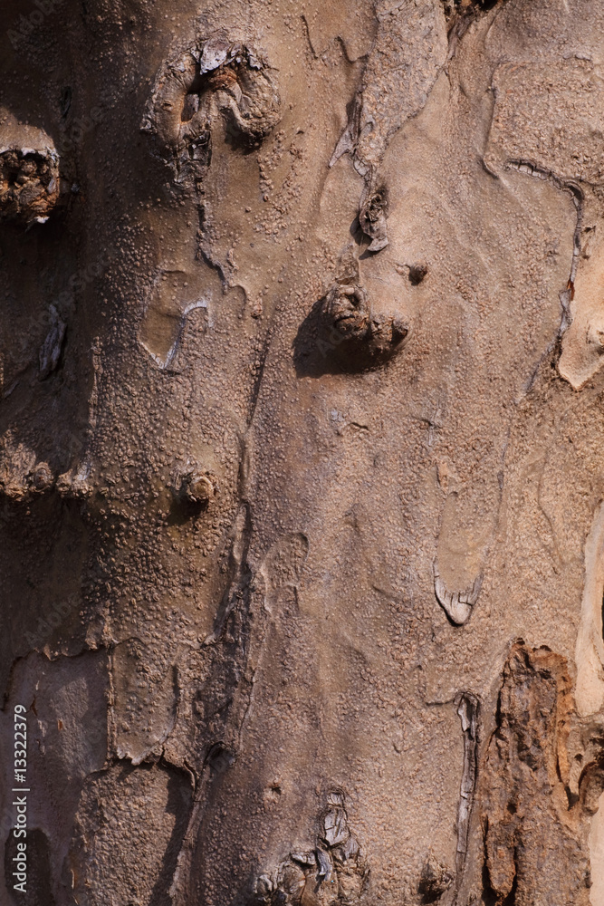 Obraz premium tronco di Melograno