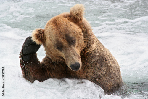 Kodjakbär in Gedanken