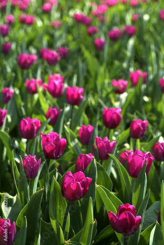 campo di tulipani © focus_luca