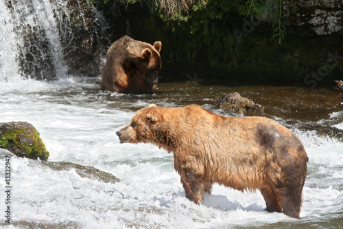 Der Fluss und der Grizzly