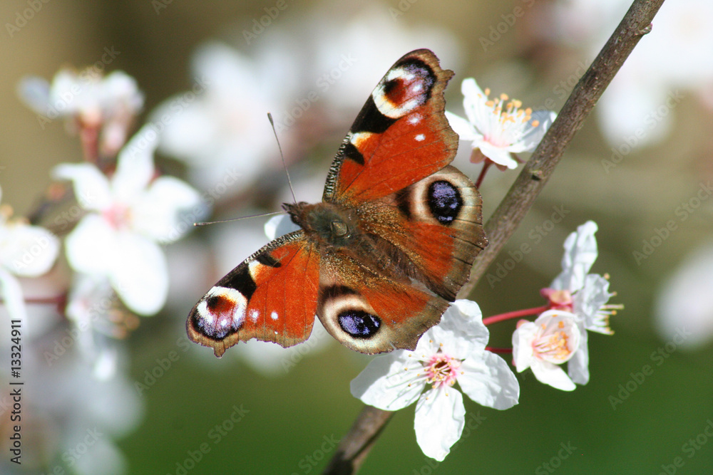 Fototapeta premium Papillon Paon du jour