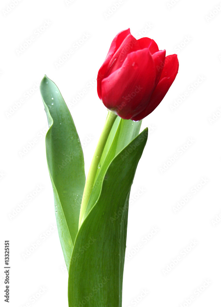 beautiful isolated red tulip flower with leaves, isolated beautiful isolated red tulip flower with leaves, isolated