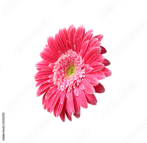 pink gerbera flower  isolated on white background