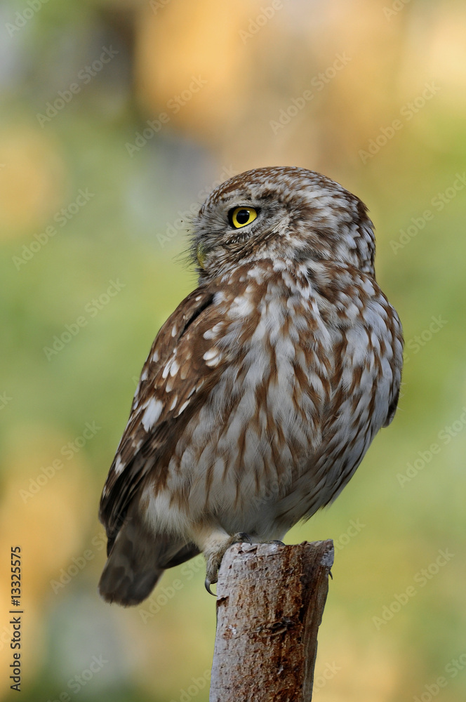 Fototapeta premium The Little Owl (Athene noctua), K.Tivon, Israel