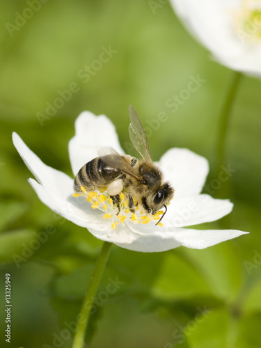 Anemone and bee