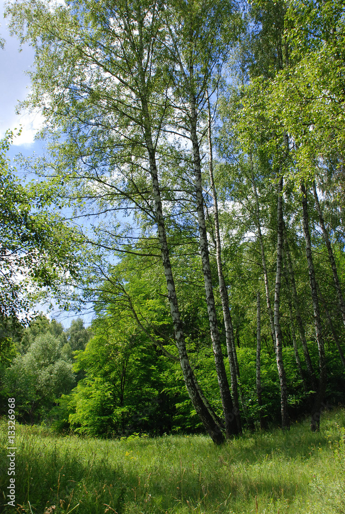 Birch trees at summer time Birch trees at summer time