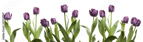 Row of Purple Tulips