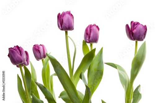 Set of Purple Tulips