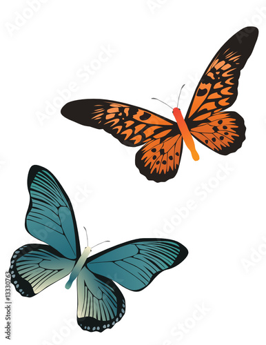 two butterflies orange and blue color on white