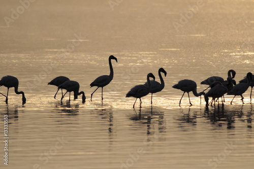Lesser Flamingo at sunrise  Kenya  Lake Nakuru