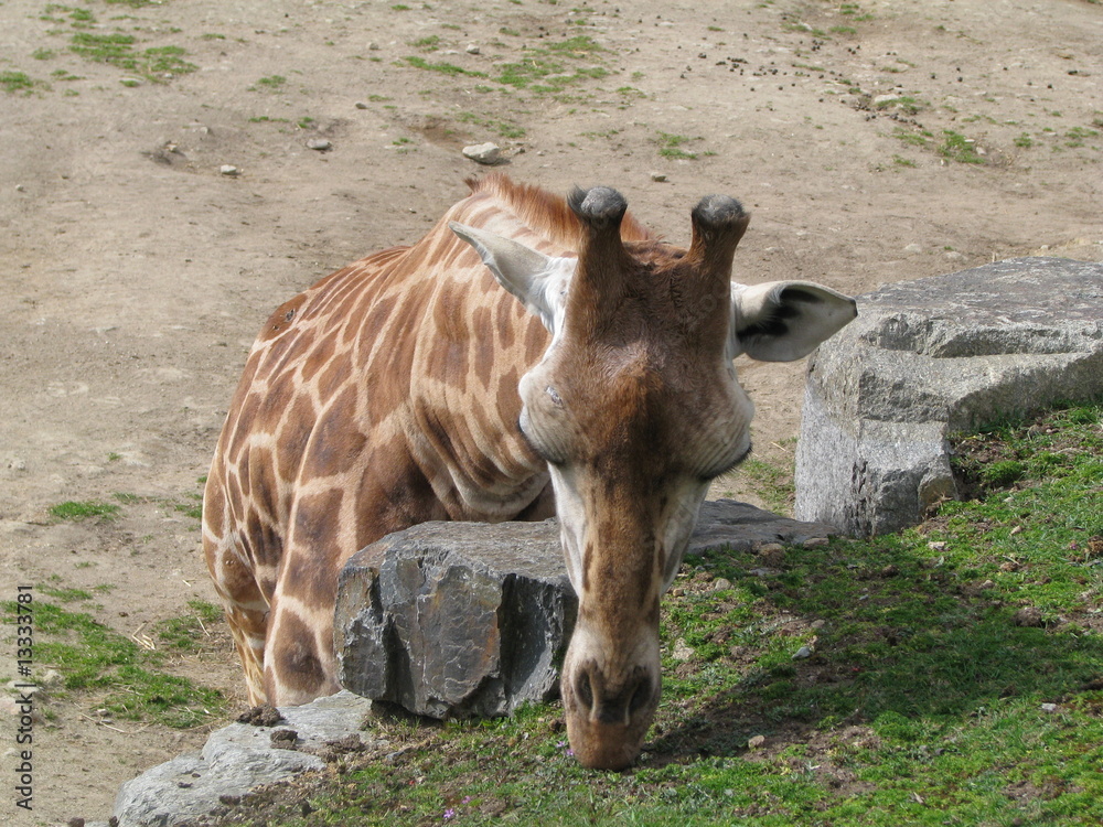 Obraz premium girafe