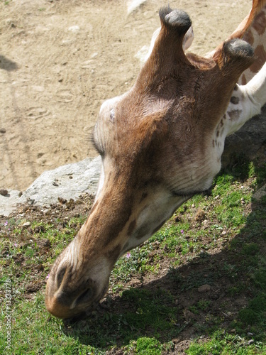 tete de girafe