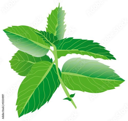 menta