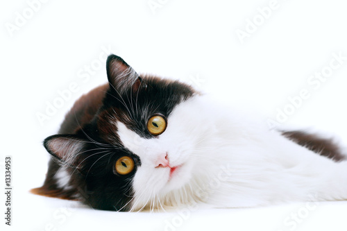 cat isolated photo