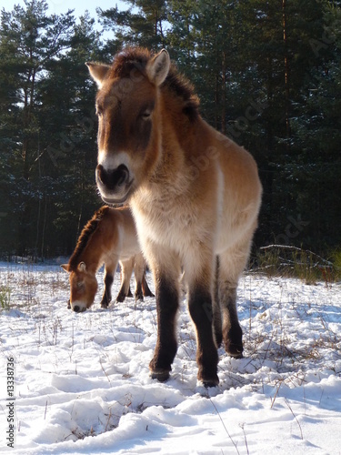 Przewalski Pferd