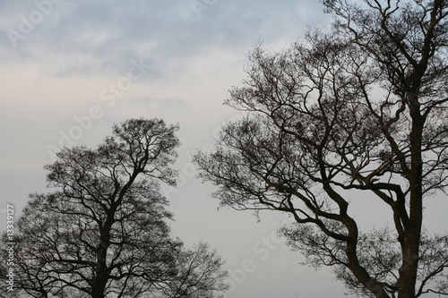 Silhouette of tree at sunset