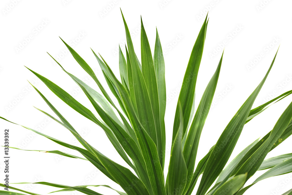 Fototapeta premium dracaena reflexa lam sur un fond blanc