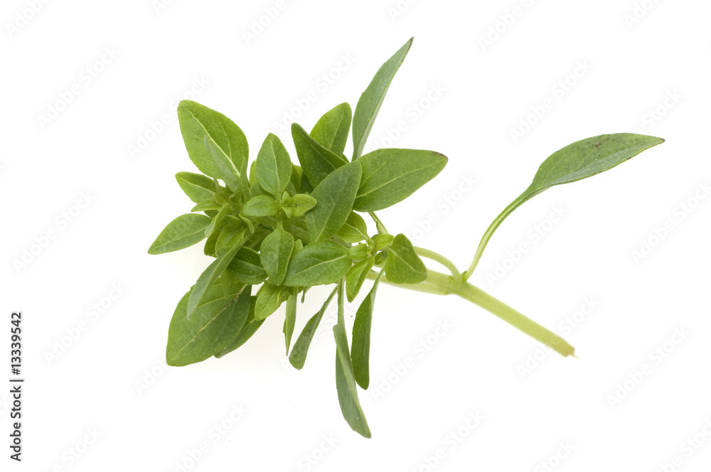 Basilikum, Ocimum, basilicum Basilikum, Ocimum, basilicum