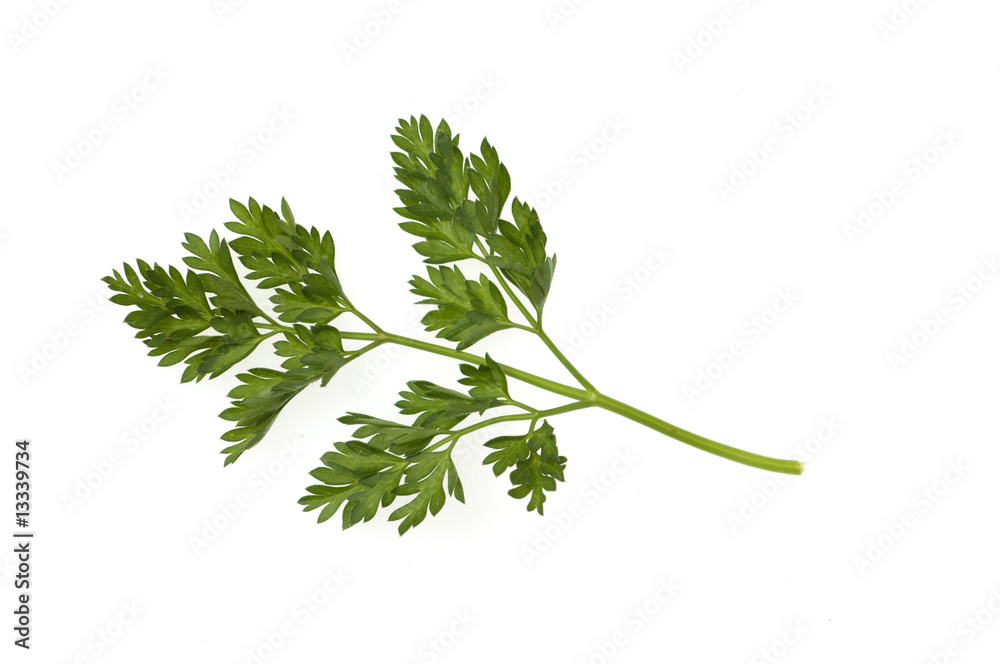 Kerbel, Anthriscus, Cerefolium Kerbel, Anthriscus, Cerefolium