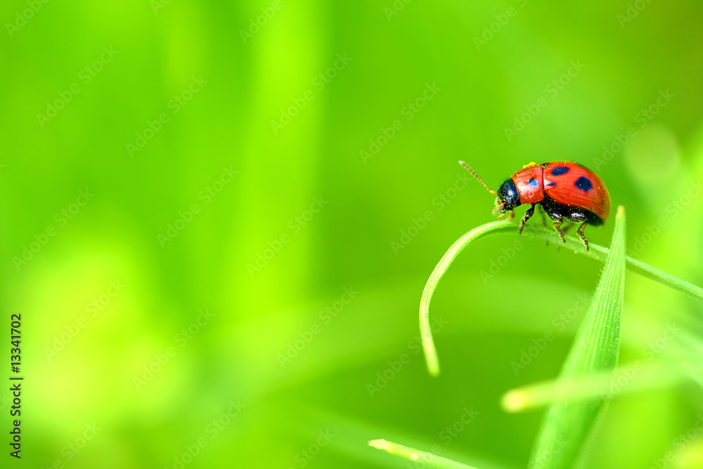 Ladybug sitting on a green leaf. Ladybug sitting on a green leaf.