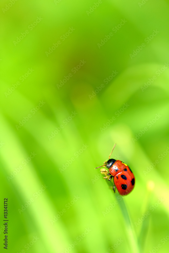 Ladybug sitting on a green leaf. Ladybug sitting on a green leaf.